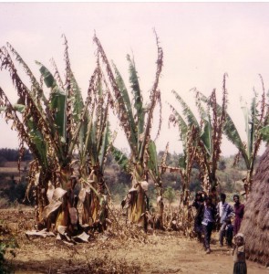 Enset farms during dry season