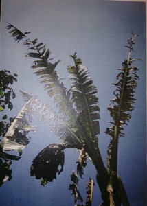 Matured enset with its inflorecence