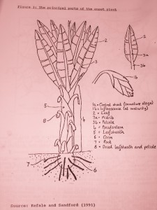 Principal Parts of an Enset Plant