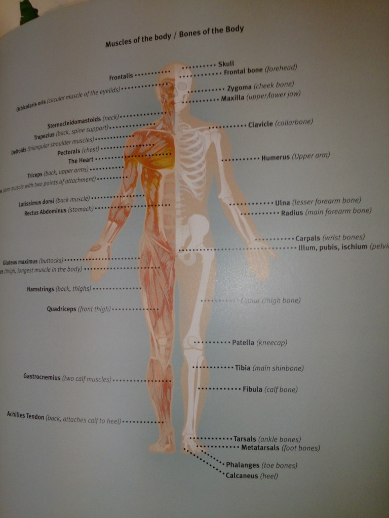 Main Organs of the Human Body