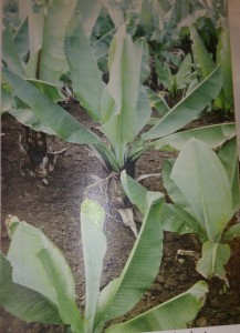 young enset plants in nersury