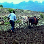 እርሻ: Ploughing