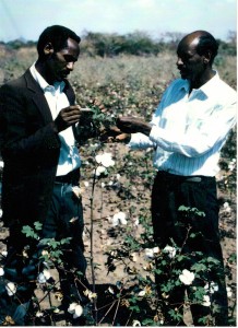 Cotton in Ethiopia