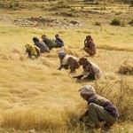 አጨዳ: Teff Harvesting