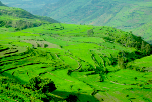 Teff, the Most Nutritious and Gluten Free Crop