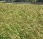 የጤፍ እሸት Teff plantation