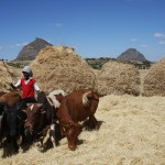ዉቂያ:Threshing Teff
