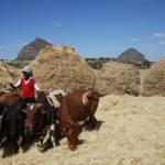 ዉቂያ:Threshing Teff